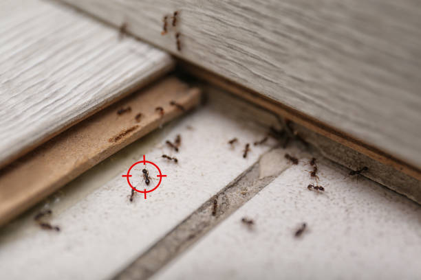 Best Affordable Pest Control Services  in Vla Park, IL